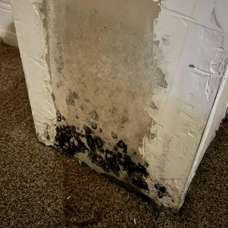 Professional Mold Removal in Edison, GA